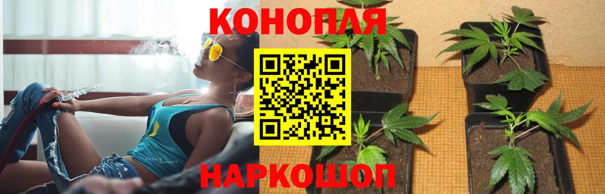 Бошки Шишки планчик Красноармейск
